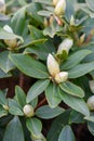 Hikage tsutsuji tree Rhododendron keiskei var. procumbens pale yellow buds Royalty Free Stock Photo